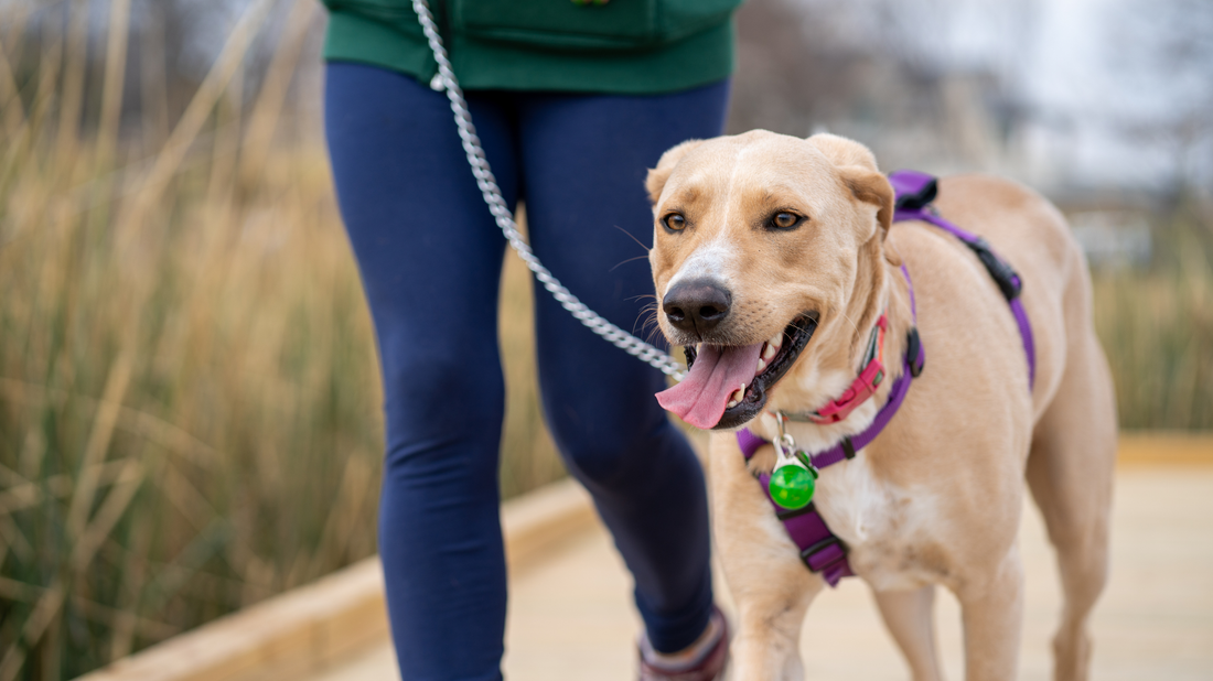 Why Fostering During the Summer Months Saves Lives