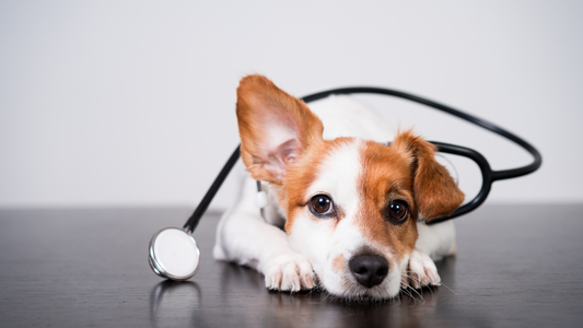 Preparing Your Dog for Fall: Health & Safety Tips Every Pet Owner Should Know