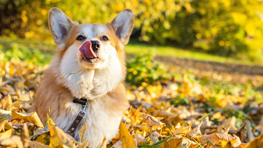 National Adopt-a-Dog Month: Why October Matters for Shelter Dogs