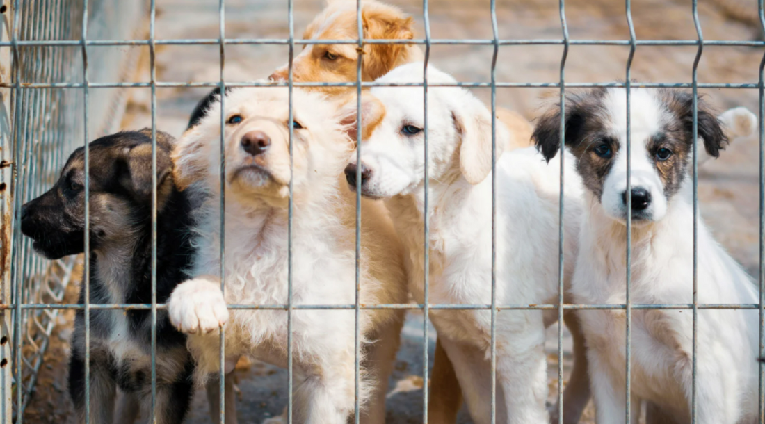 New Year, New Chances: How You Can Help Rescue Dogs in 2025